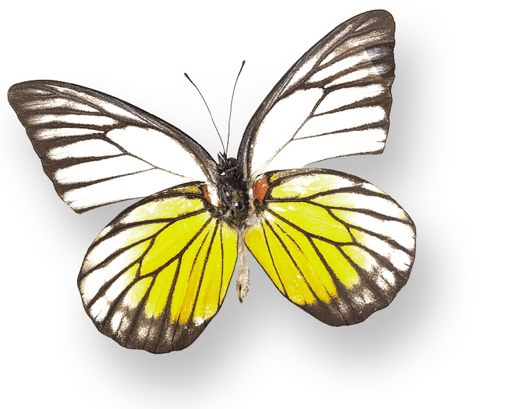 butterfly